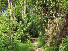 2 Pemdes Pesimis Terhadap 2 Proyek PUPR Barsel, Ini Penjelasannya…!!!